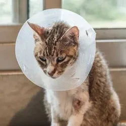 Photo d'un chat convalescent avec un collerette