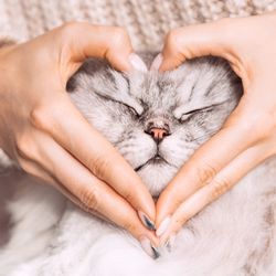 Une maitresse entourant la tête de son chat avec ses deux en mains en formant un coeur