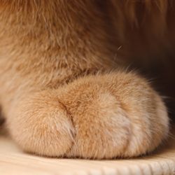 Zoom sur le coussinet d'un chat