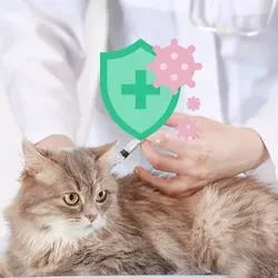 Un chat se faisant injecter un vaccin