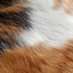 Zoom sur le pelage d'un chat
