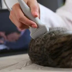Un chat en train de passer une échographie des reins