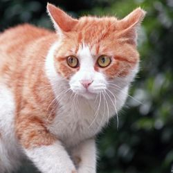 Photo d'un chat visiblement anxieux et stressé