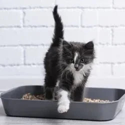 Photo d'un chaton dans une litière