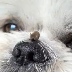 Photo d'une tique accrochée sur la truffe d'un chien
