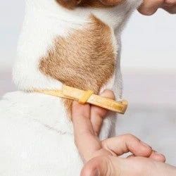 Collier anti-puce pour chien