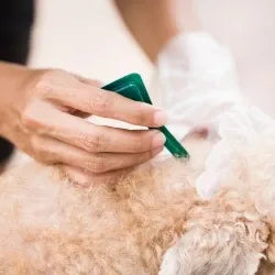 Pipette anti-puce/anti-tique pour chien