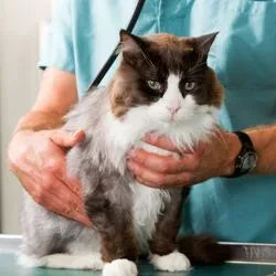Un chat en train de se faire ausculter par un vétérinaire