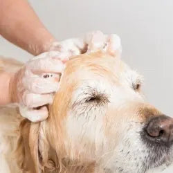 Shampoings et lotions anti-puce pour chien