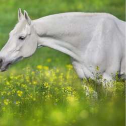 Un cheval galopant dans les herbes hautes