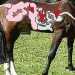 Zoom sur les organes de digestion du cheval imprimé en superposition sur son corps