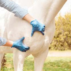 Un vétérinaire en train de vérifier la santé des muscles et articulations d'un cheval blanc