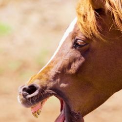Photo d'un cheval en train de tousser
