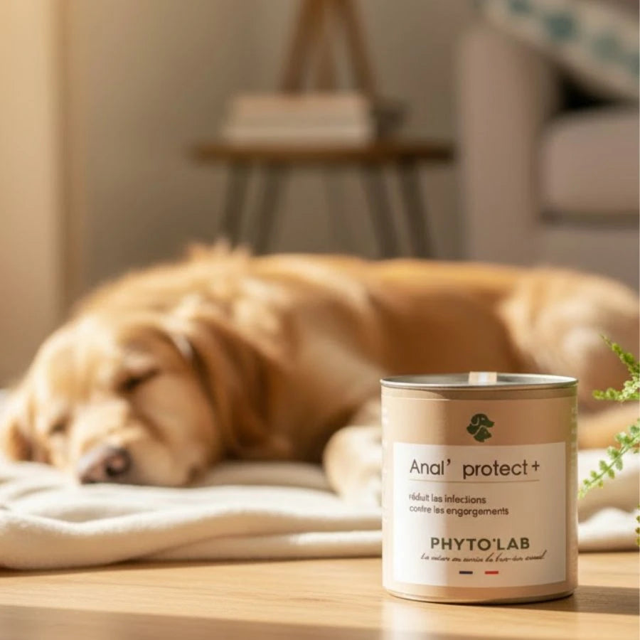 Le produit anal protect + de la marque Phyto'Lab posé sur un sol avec en arrière plan un chien dormant. 
