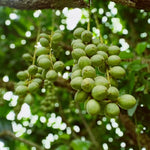 L'arbre fruitier qui donne les ingrédients du Un pot de beurre de Karité de la marque Comptoir des Huiles