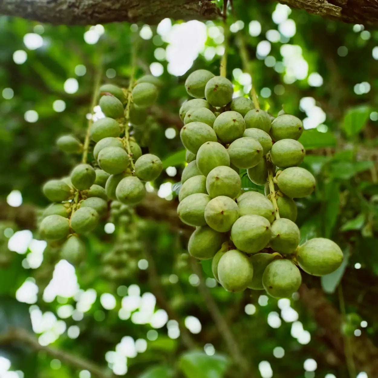 L'arbre fruitier qui donne les ingrédients du Un pot de beurre de Karité de la marque Comptoir des Huiles