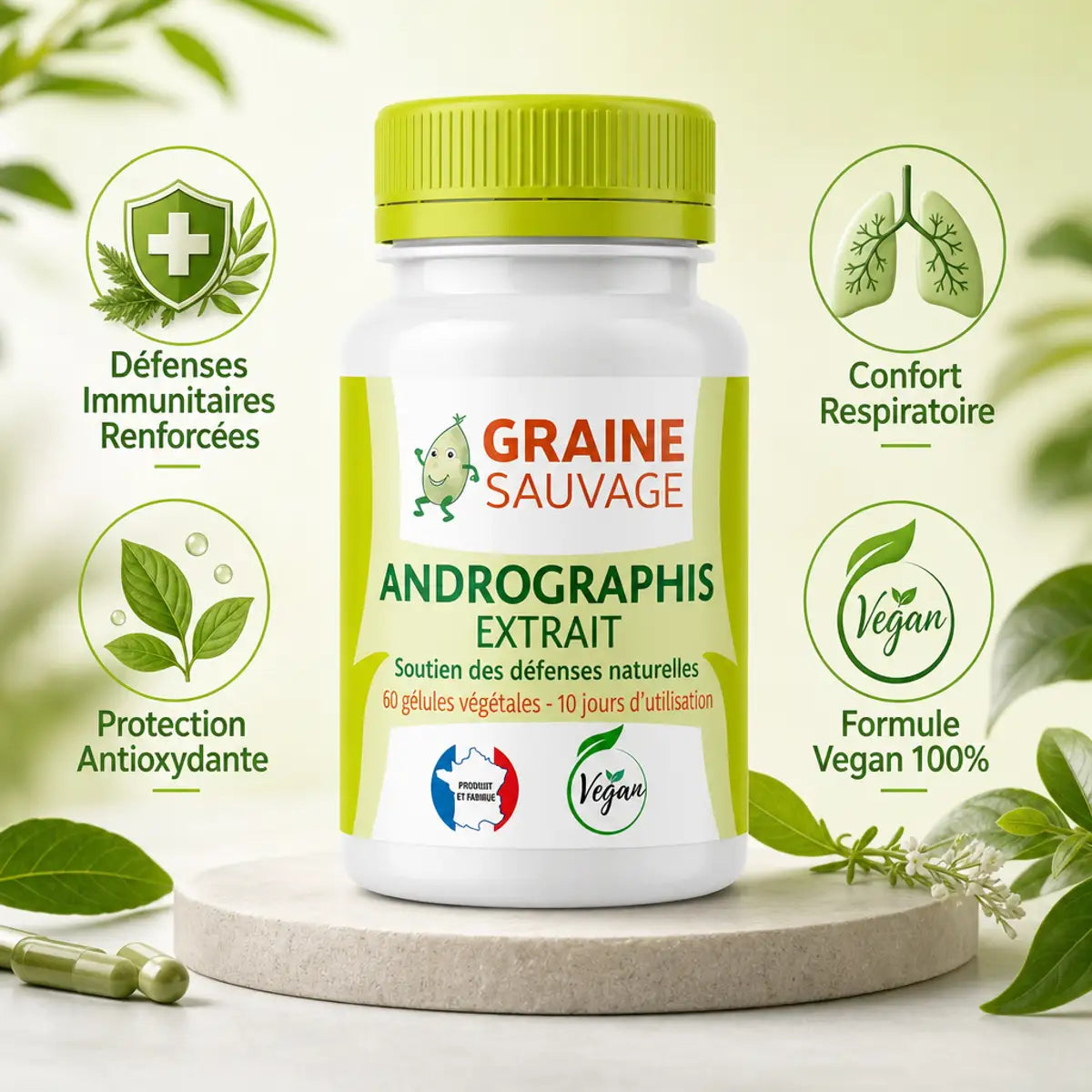 Andrographis extrait 60 gélules Graine Sauvage avec bénéfices immunité et confort respiratoire