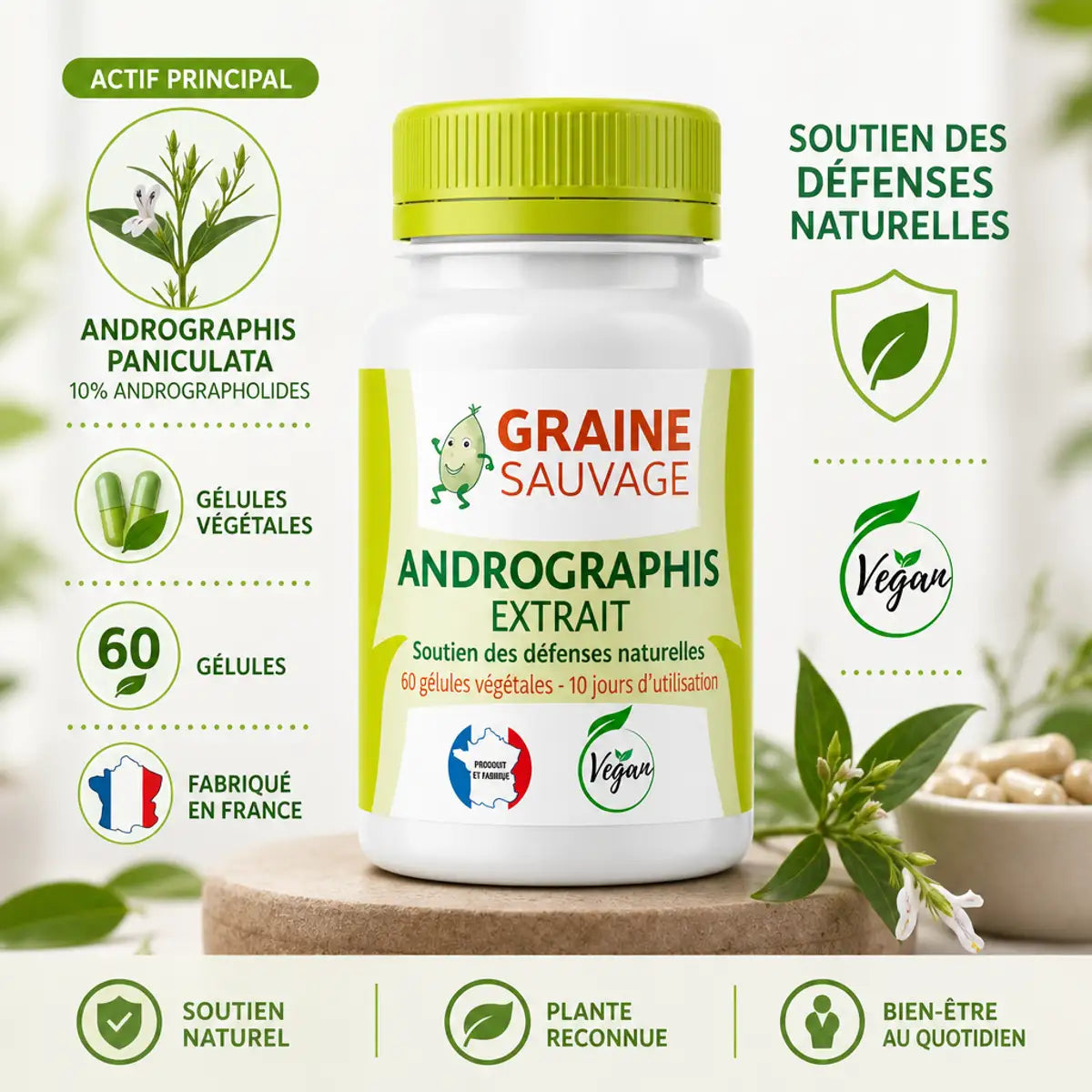 Andrographis extrait 60 gélules Graine Sauvage - Flacon avec infographies ingrédients actifs