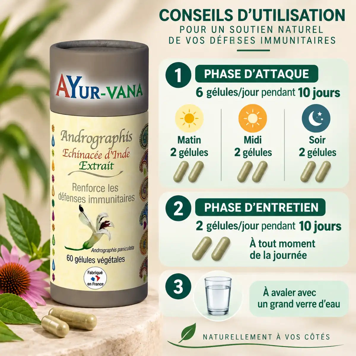 Bouteille Andrographis Ayur-Vana avec instructions d'usage pour renforcer défenses immunitaires