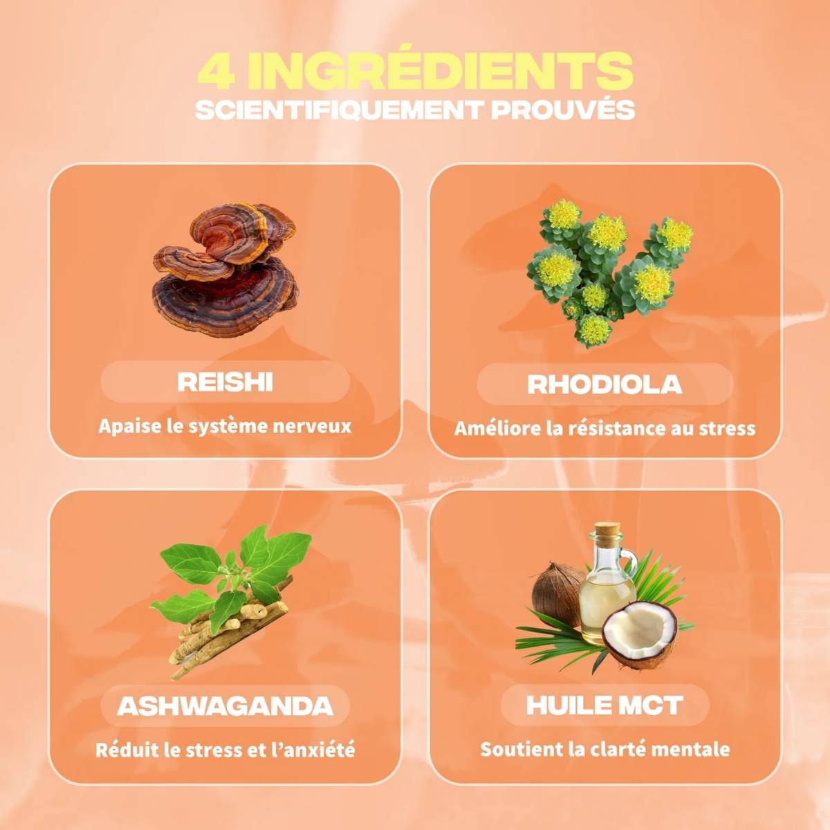 Les 4 ingrédients du Pot MUSH Anti-Stress Ashwaganda Reishi Rhodiole complément alimentaire naturel gestion stress humeur