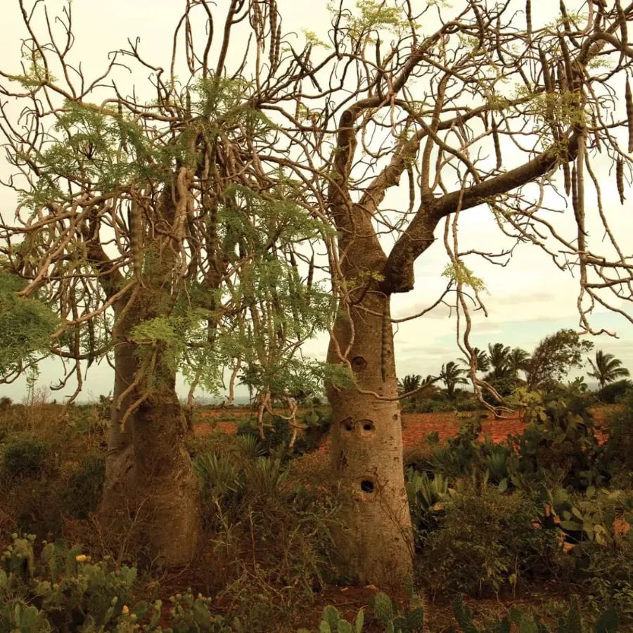 Un arbre de moringa