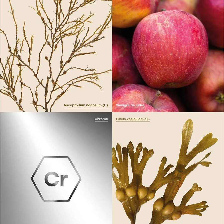 les ingrédients des gélules glycémie Archie