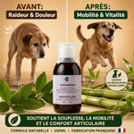Phyto'Lab Articulations 250ml : avant/après mobilité chien arthrose et rhumatisme