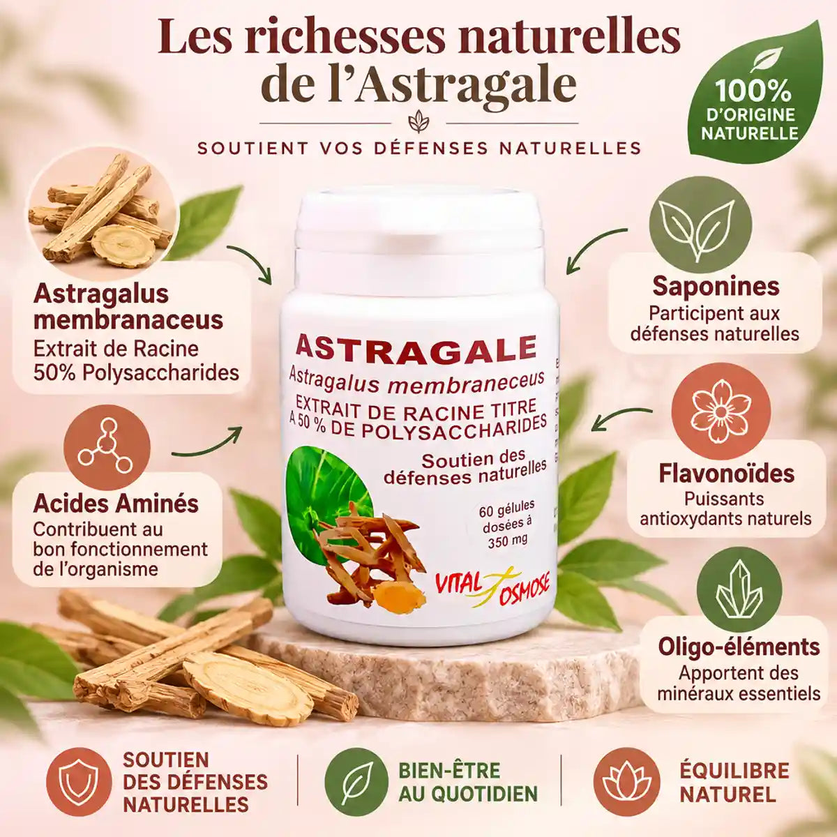Flacon Astragale Vital Osmose 50% polysaccharides avec composition complète et illustrations botaniques