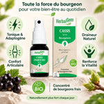 Spray Bourgeon de Cassis bio 15ml HerbalGem avec bénéfices tonique, draineur et confort articulaire