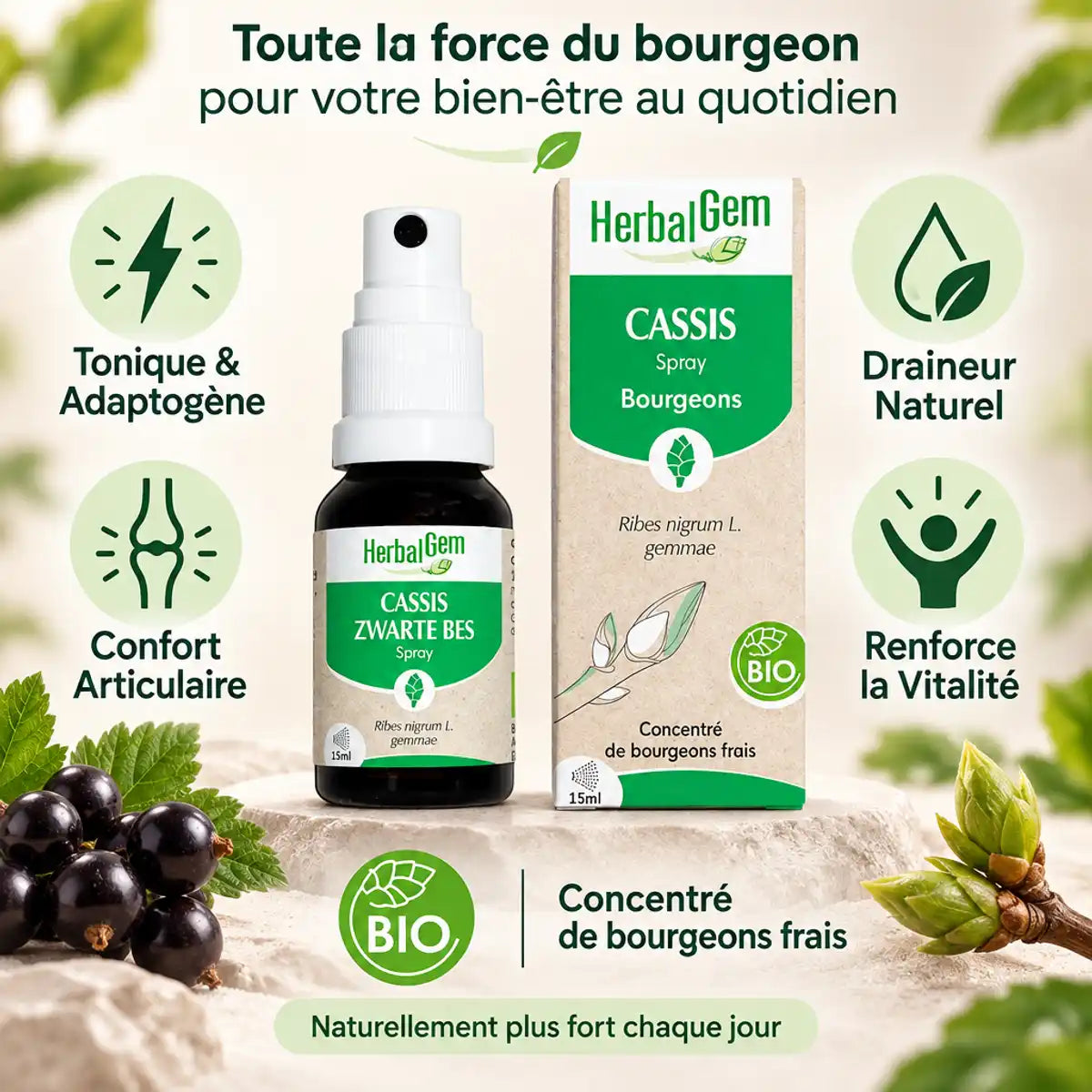 Spray Bourgeon de Cassis bio 15ml HerbalGem avec bénéfices tonique, draineur et confort articulaire