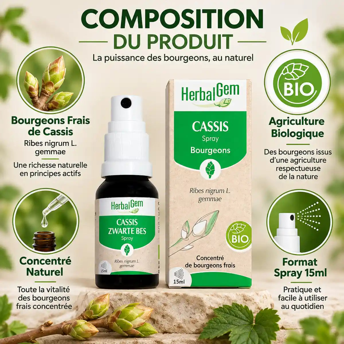 Spray Cassis bio HerbalGem 15ml avec bourgeons frais, emballage certifié et composition naturelle
