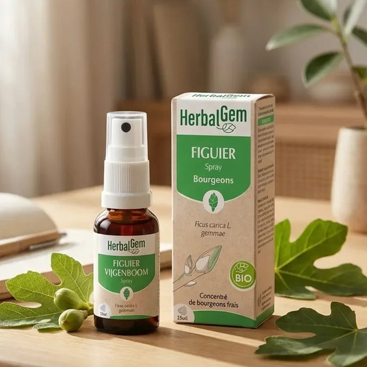 Spray Bourgeon de Figuier Bio HerbalGem sur bureau avec feuilles de figuier frais
