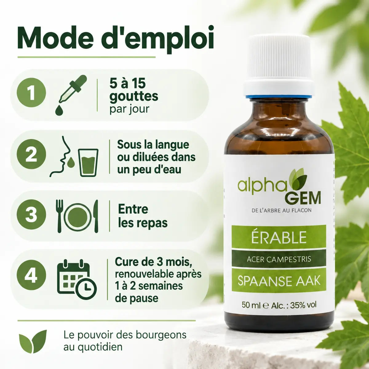 Flacon ambré Bourgeons Érable champêtre Bio 50 ml Alphagem, avec mode d'emploi en 4 étapes : 5 à 15 gouttes par jour, entre les repas.
