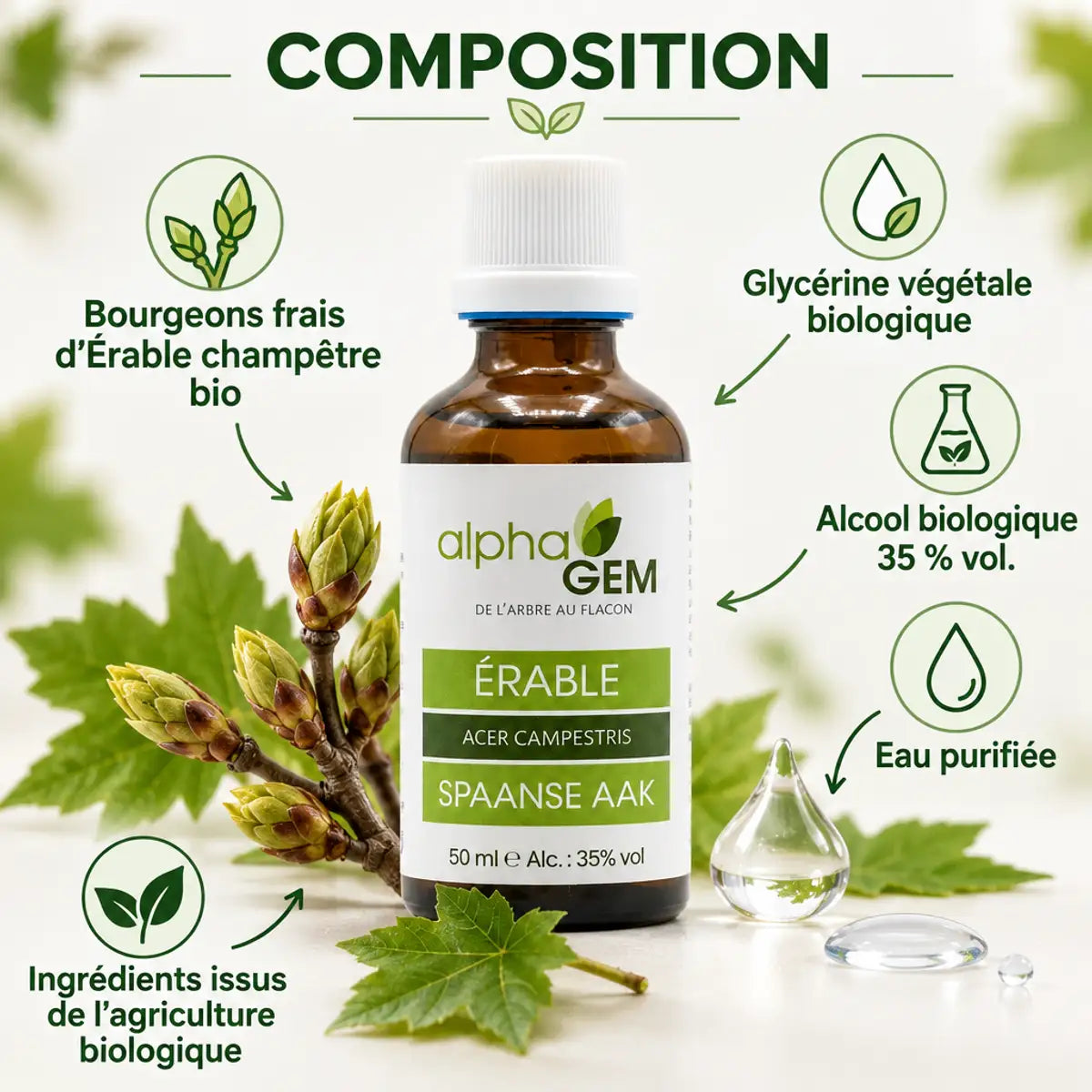 Flacon en verre ambré de bourgeons d'Érable champêtre bio Alphagem 50 ml, entouré de bourgeons frais, feuilles et glycérine végétale