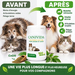 Canivida 200 comprimés avant après chien chat mobilité vitalité articulations pelage