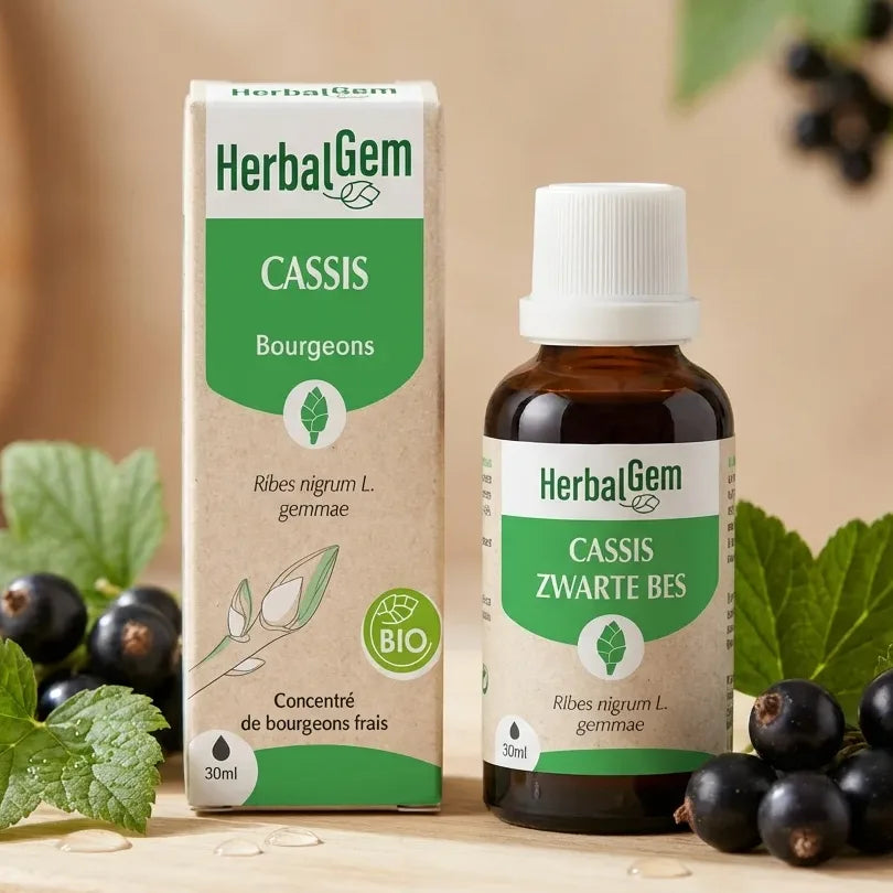 Cassis Bio HerbalGem 30ml flacon avec feuilles et baies de cassis frais