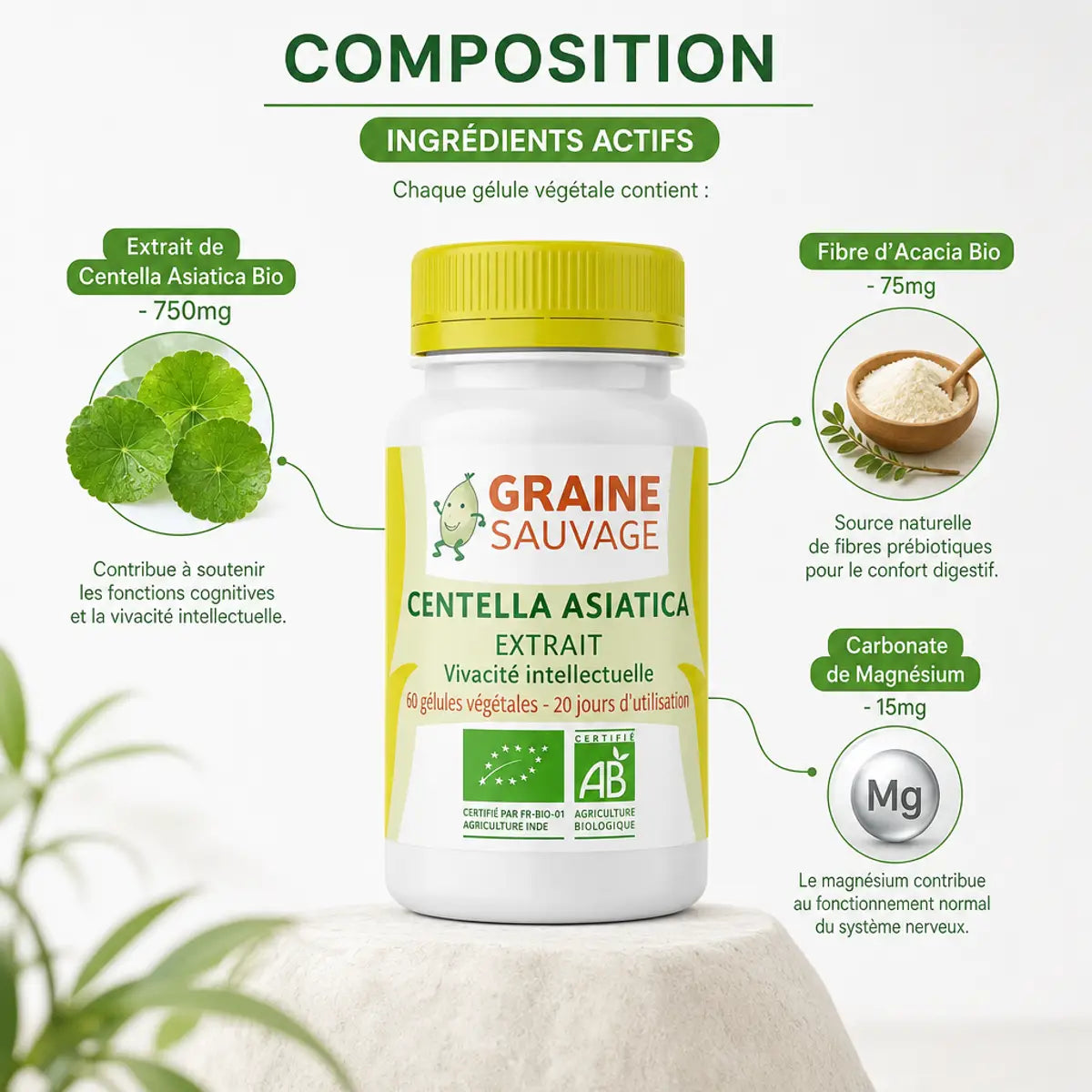 Centella Asiatica Bio 60 gélules Graine Sauvage - Composition ingrédients actifs vivacité intellectuelle
