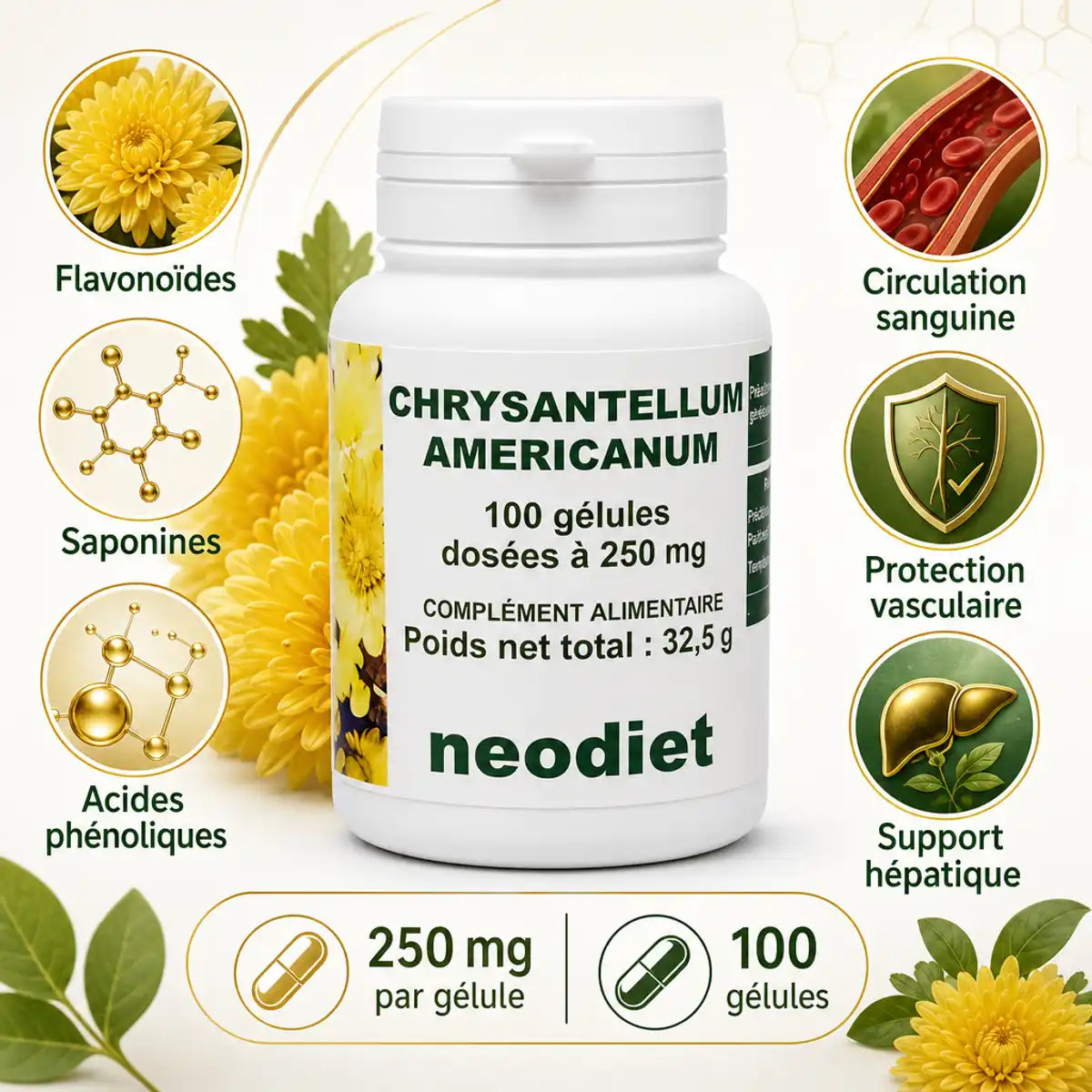 Chrysantellum Americanum Neodiet 100 gélules avec infographie ingrédients actifs et bénéfices circulatoires