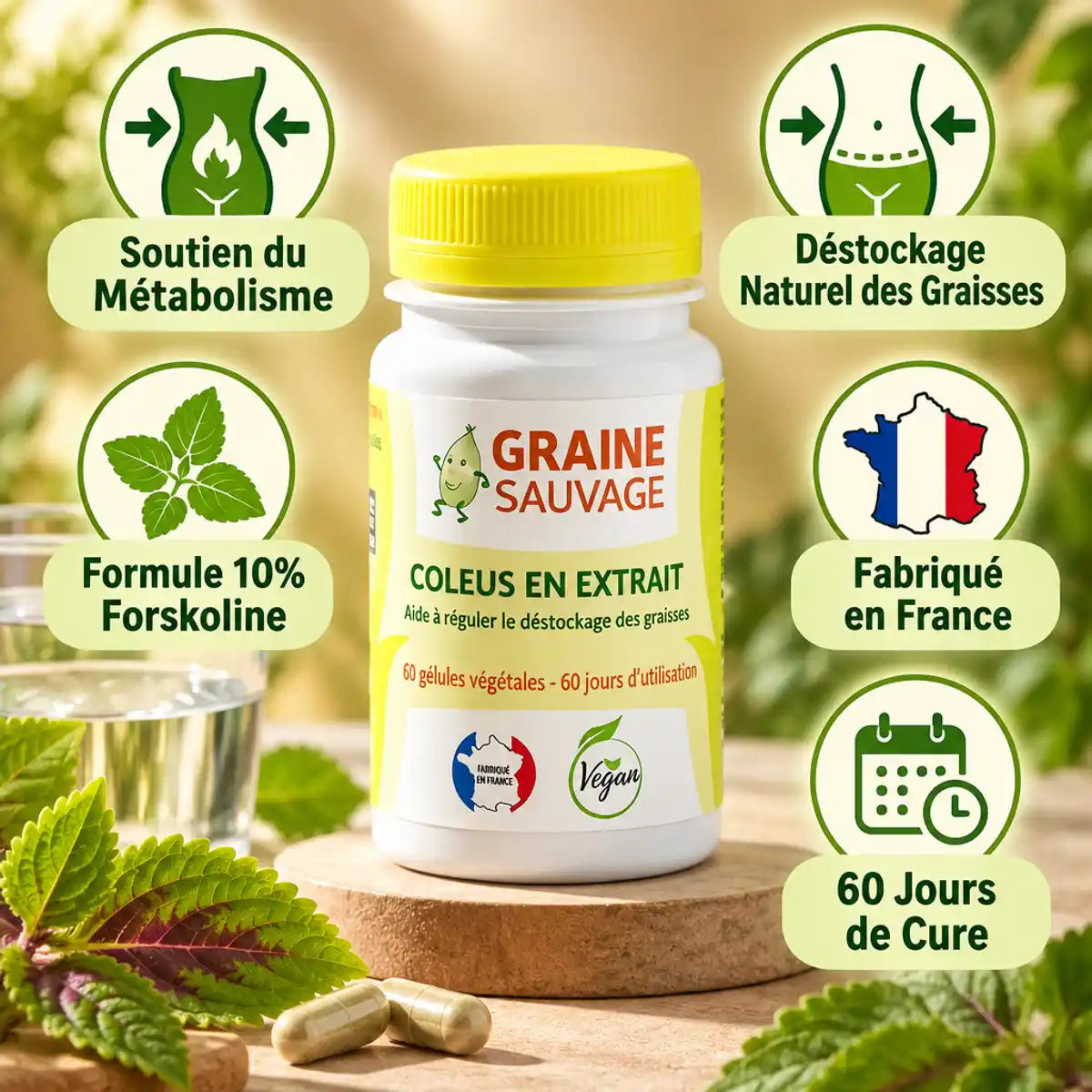 Coleus Forskohlii 60 gélules Graine Sauvage avec bénéfices métabolisme et déstockage graisses
