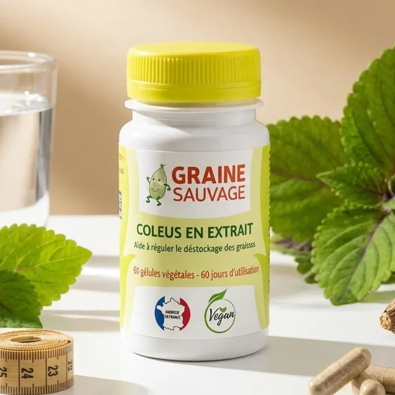 Coleus Forskohlii 60 gélules Graine Sauvage avec feuilles vertes et accessoires bien-être