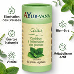 Coleus Forskohlii Ayur-Vana brûleur de graisses naturel 60 gélules avec bénéfices bien-être