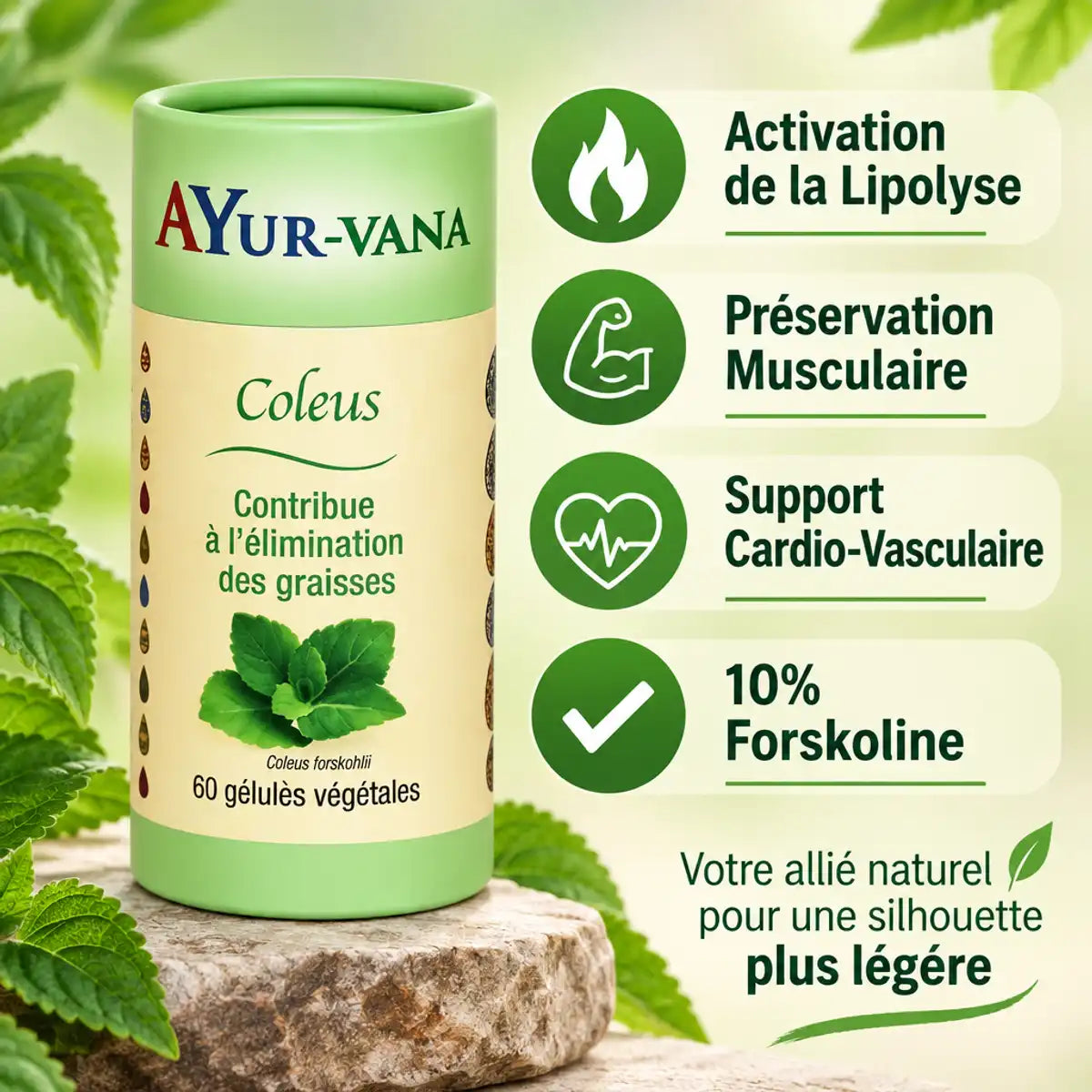 Coleus forskohlii Ayur-Vana 60 gélules brûleur de graisses naturel avec bénéfices lipolyse et préservation musculaire
