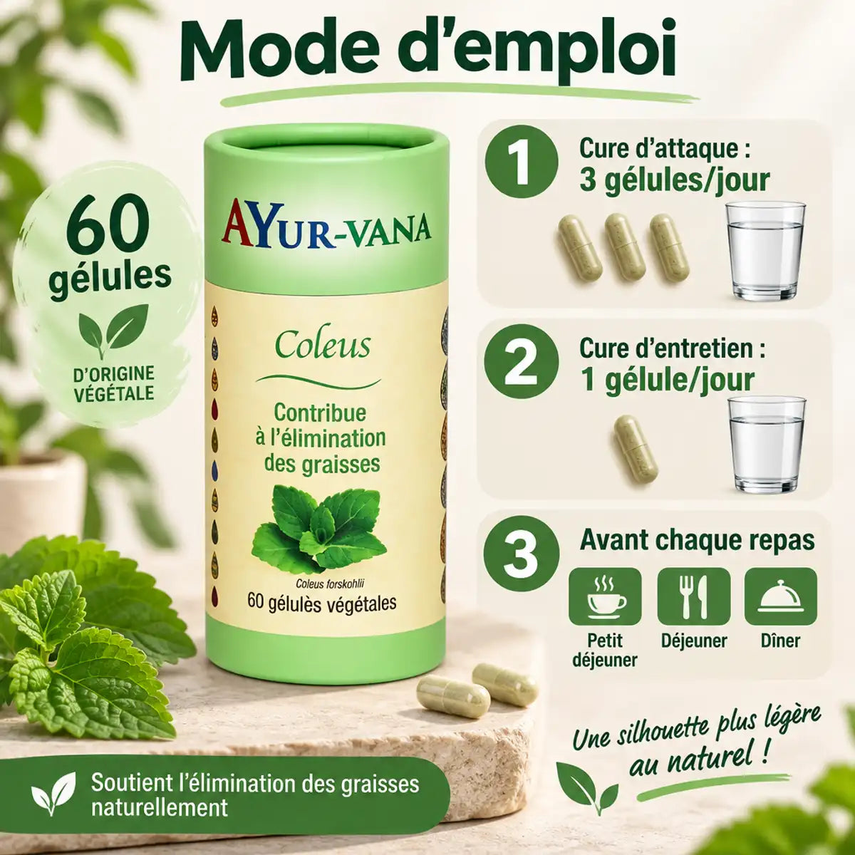 Coleus forskohlii Ayur-Vana 60 gélules mode d'emploi posologie brûleur de graisses naturel