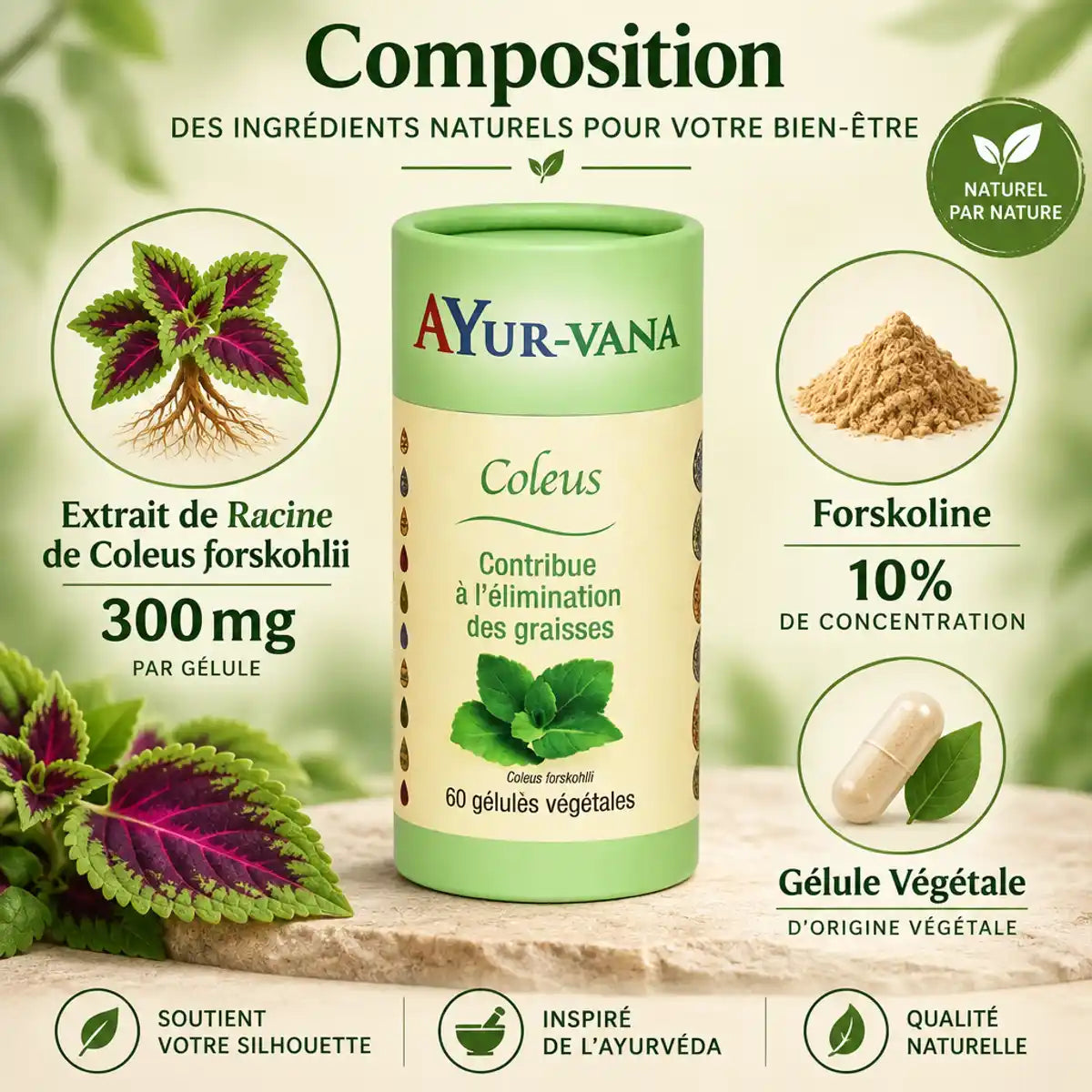 Coleus forskohlii Ayur-Vana 60 gélules brûleur de graisses naturel avec forskoline 10%