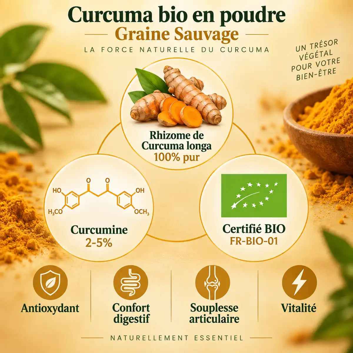 Curcuma bio en poudre - composition avec rhizome, curcumine et certification BIO, bénéfices antioxydant et digestif
