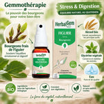 Flacon spray Figuier Bio HerbalGem 15ml avec ingrédients naturels pour stress et digestion