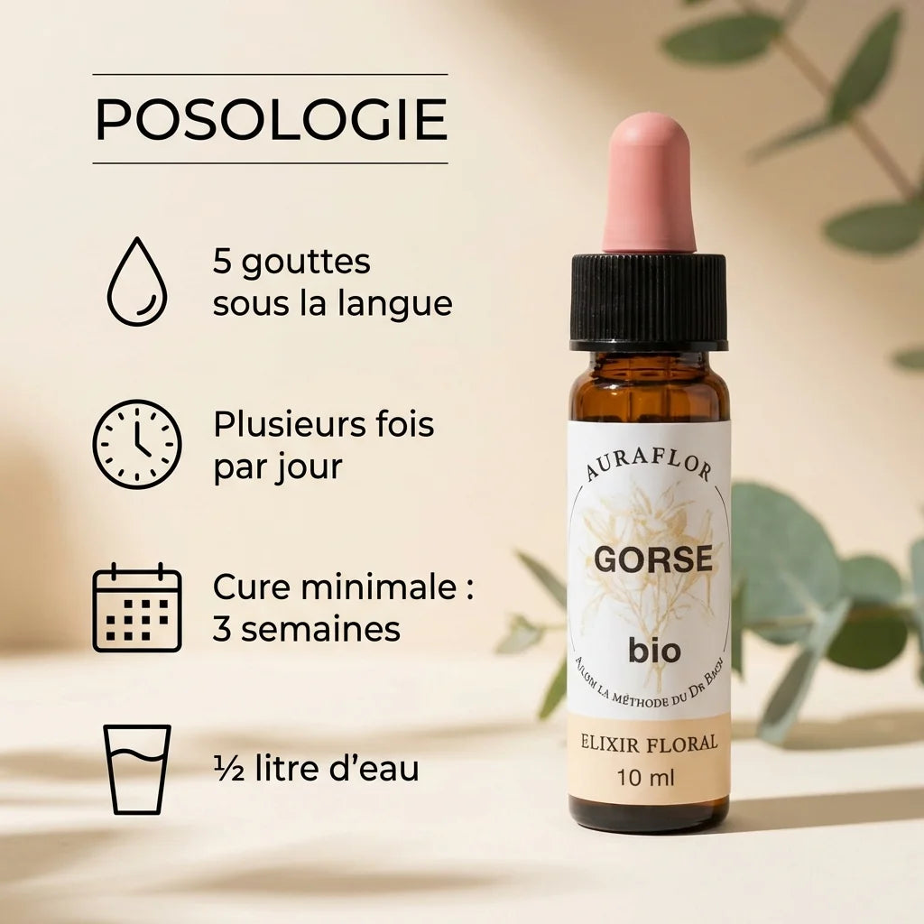 Fleur de Bach Ajonc Bio 10ml Dioter avec guide posologie et mode d'emploi