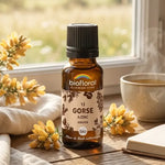 Flacon de Fleur de Bach Ajonc (Gorse) Bio Biofloral en granules, posé sur un rebord de fenêtre avec fleurs d'ajonc
