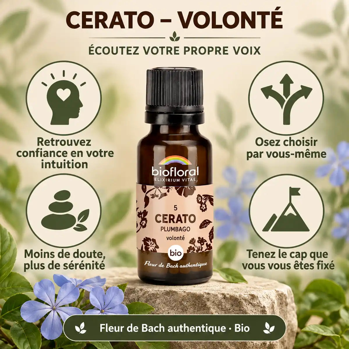 Flacon de Fleur de Bach Cerato (Plumbago) bio en granules 19,5 g, fond beige et vert sauge, mentions « Volonté » et « Fleur de Bach authentique »