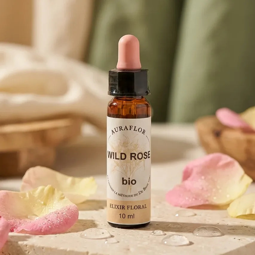 Fleur de Bach Eglantier Bio 10ml Dioter flacon avec pétales de rose et gouttes d'eau